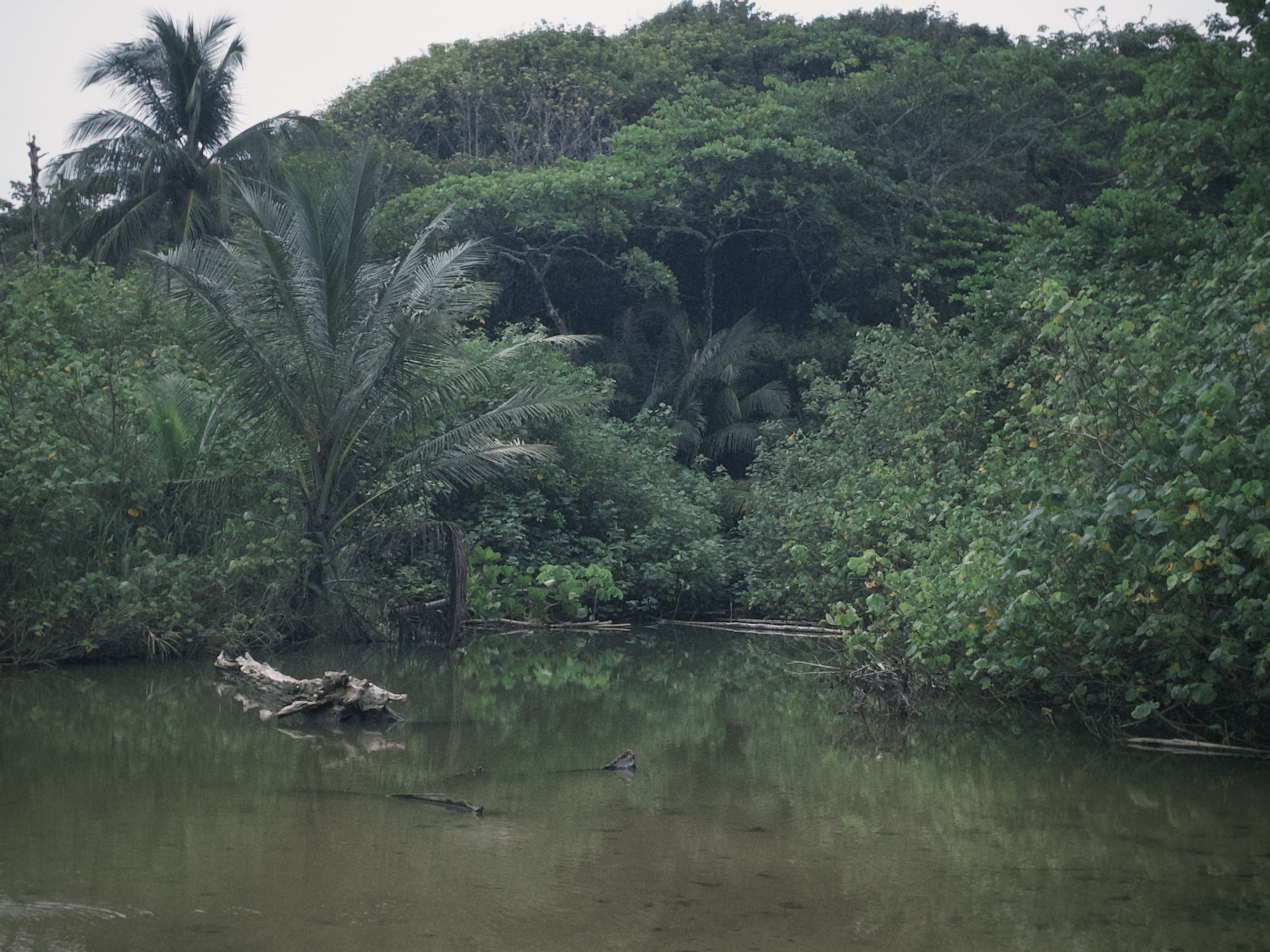 Jardín Lulú, Costa Rica 1