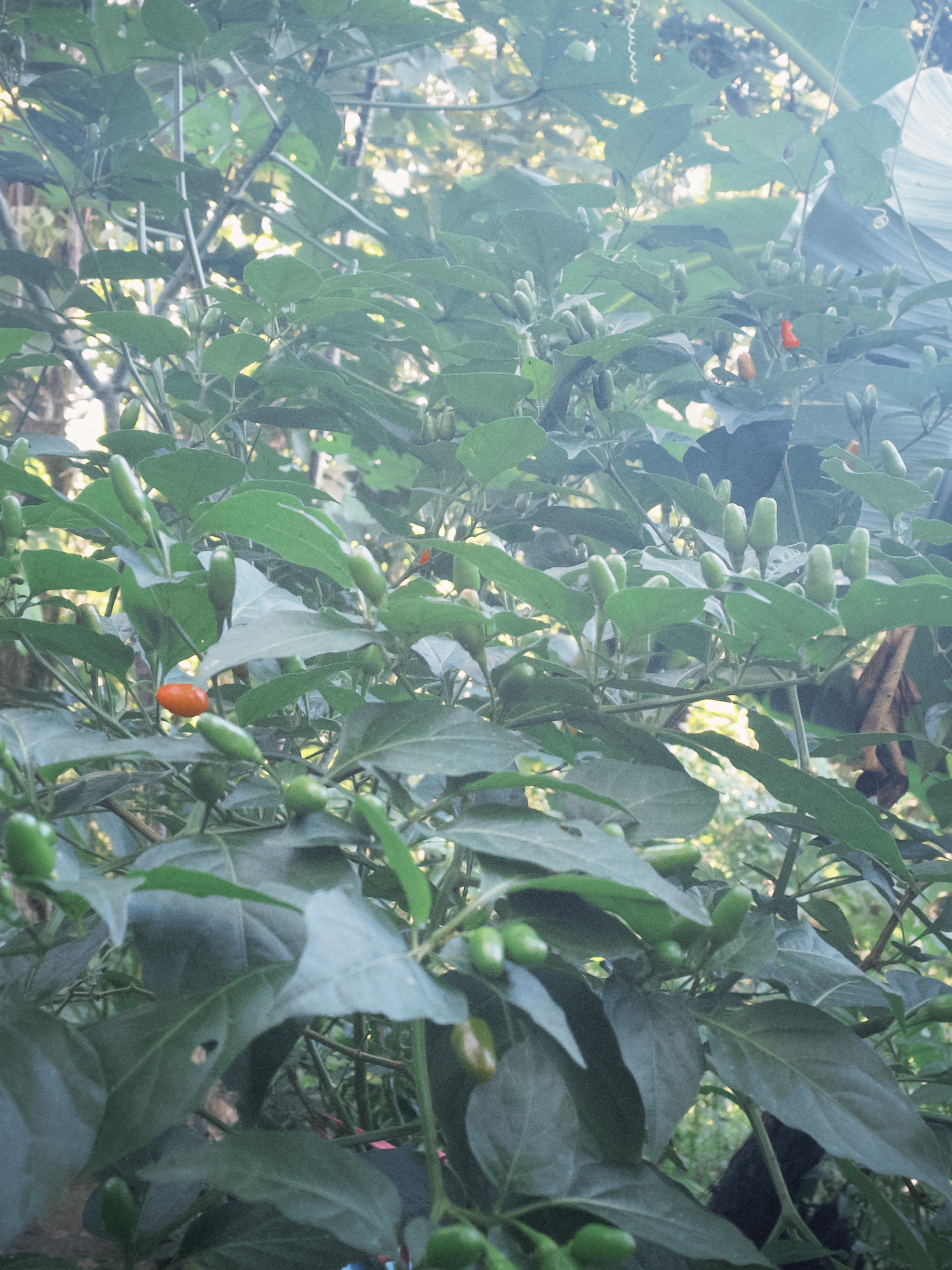 Jardín Lulú, Costa Rica 2